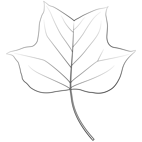 Tulip Tree Leaf Coloring Page